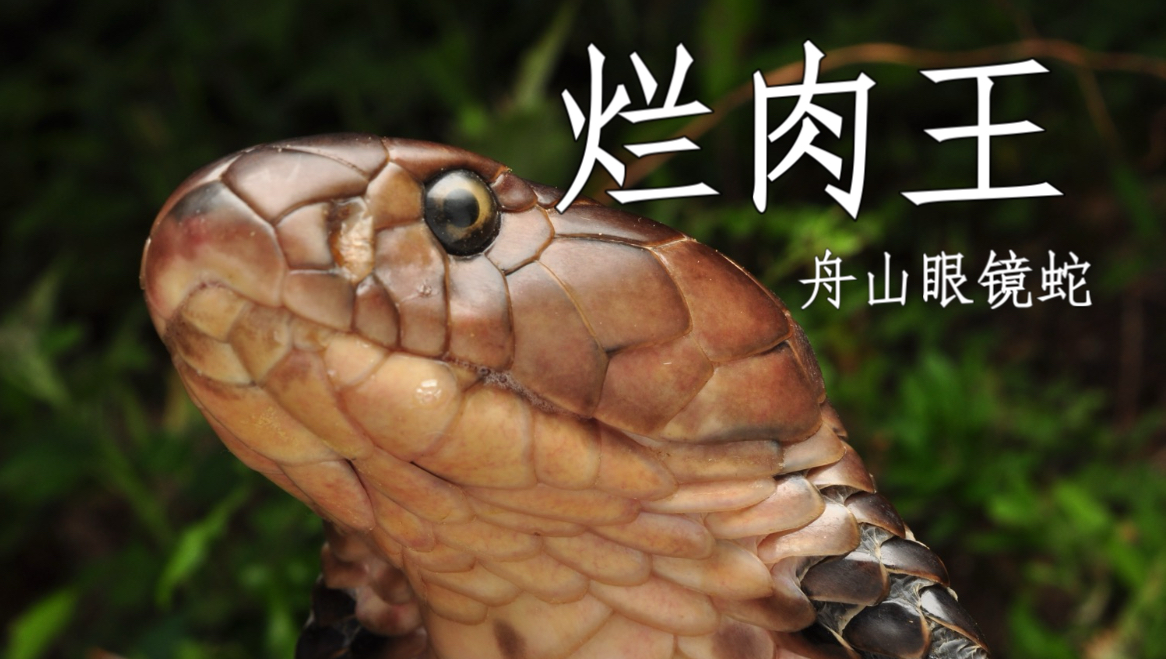 竟然是残疾制造机舟山眼镜蛇！