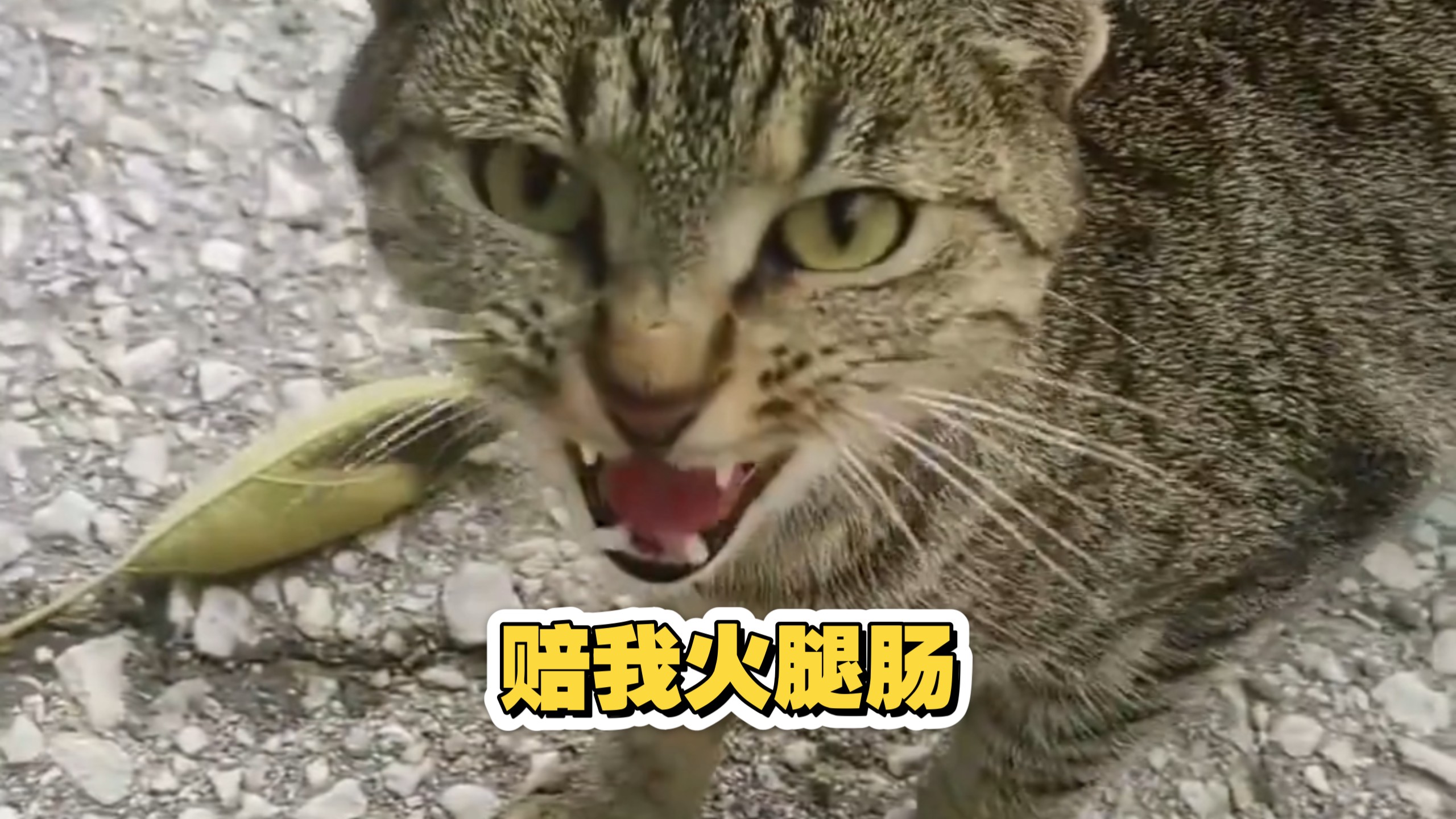 让我赔了？