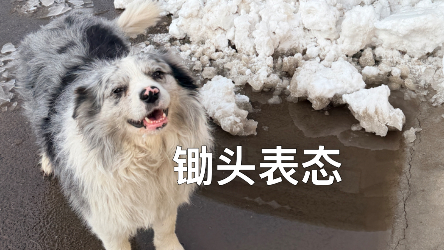 支持我专题封面
