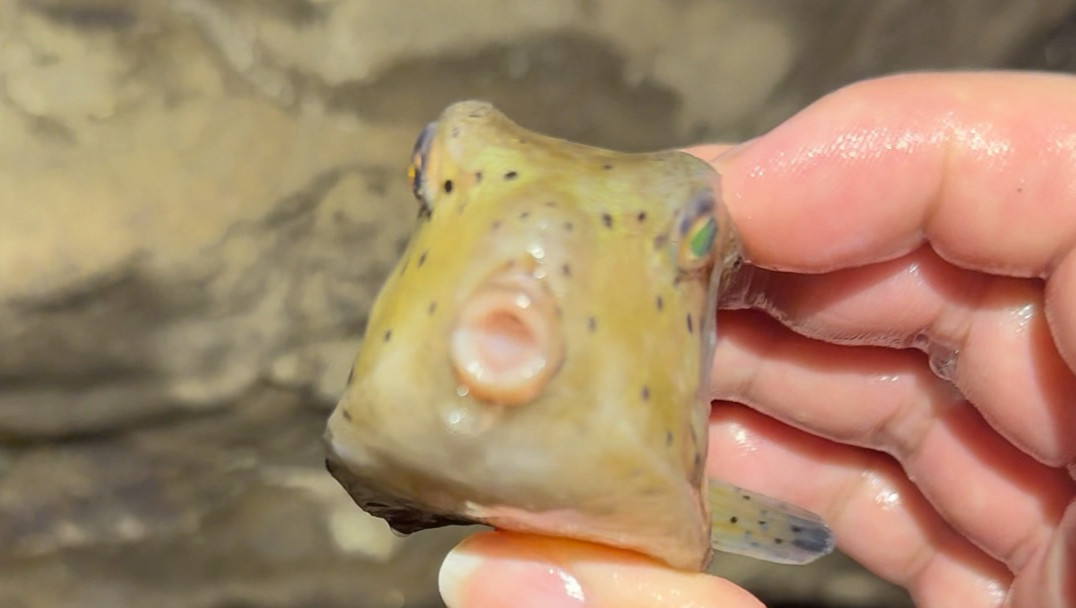 看看赶海都能遇到啥玩意