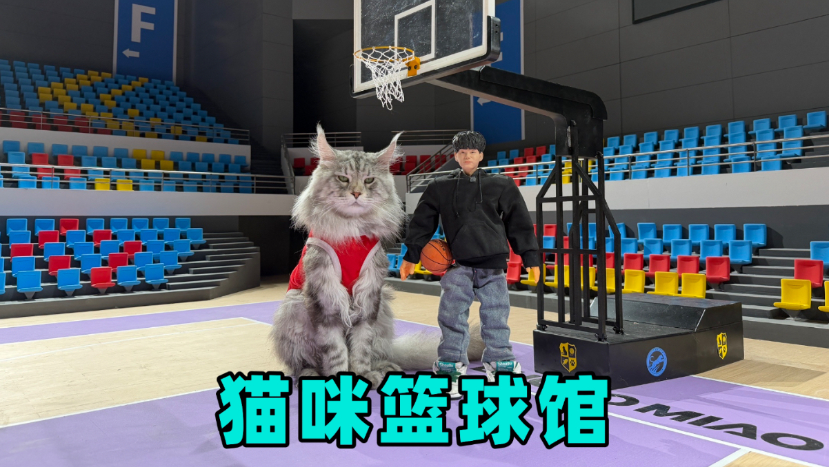 花三个月时间给猫猫们做了个篮球馆