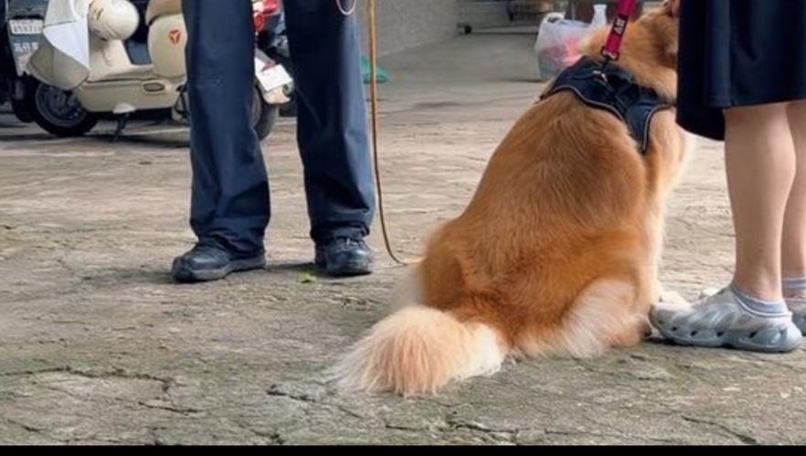 我们教了，狗也改了，就看主人了。 #训犬学校 #亨特训犬