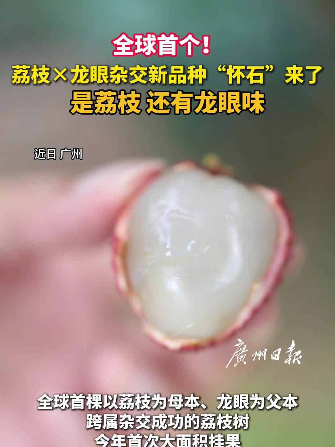 枝树专题封面